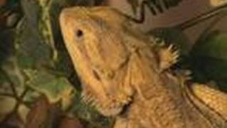 How To Care For Bearded Dragons [upl. by Andrus894]