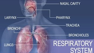 Meet the lungs  Respiratory system physiology  NCLEXRN  Khan Academy [upl. by Avonasac25]