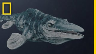 Mosasaurs 101  National Geographic [upl. by Brenner274]