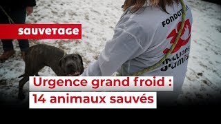 14 animaux sauvés en urgence en SeineetMarne [upl. by Malarkey]