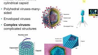 2117 Chapter 13  Viruses Viroids and Prions [upl. by Viviana]