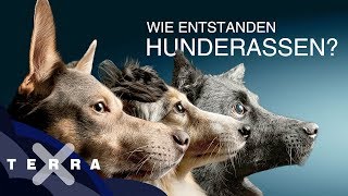 Warum gibt es Hunderassen  Terra X [upl. by Ramu]