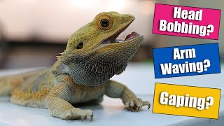 Bearded Dragon Behaviors Explained [upl. by Jessey421]