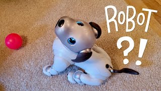 Our New Dog AIBO Pet Replacement Robot [upl. by Aiclid299]