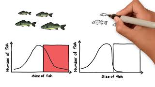 Alberta Fishing Regulations full [upl. by Adamec975]