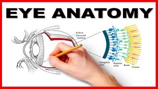 Eye Anatomy and Function  Made Easy [upl. by Irene]