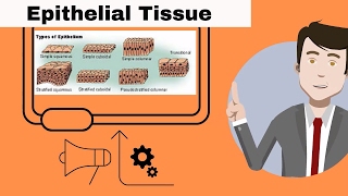 Epithelial Tissue for beginners [upl. by Vyner764]