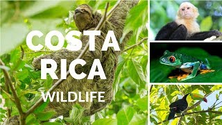 Costa Rica wildlife [upl. by Kress460]