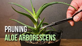 First time trimming Aloe arborescens plant [upl. by Brade877]