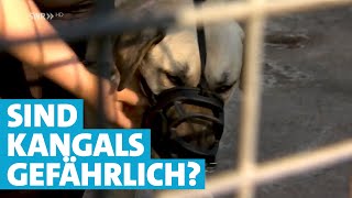 KangalHunde  Wie gefährlich sind die Hirtenhunde [upl. by Euridice]