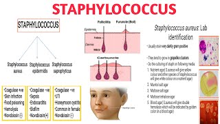 Staphylococcus II Pathogenicity II Clinical significance II Diagnosis and treatment [upl. by Assenej]