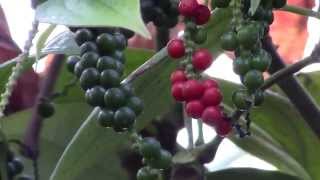 How to Grow Black Pepper Piper nigrum [upl. by Imena620]