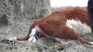 Hereford Cow Calving [upl. by Willis]