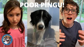 SOMETHING BAD HAPPENED TO OUR DOG PINGU [upl. by Aita]