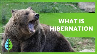 What is HIBERNATION and what ANIMALS HIBERNATE 🐻🐸 [upl. by Ainehta]