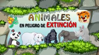 Animales en peligro de extinción  gorila [upl. by Parthen690]