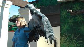 Harpy Eagle [upl. by Gianni]