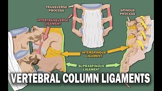 VERTEBRAL COLUMN ANATOMY 22  Ligaments and the Spinal Cord [upl. by Hgielyak873]