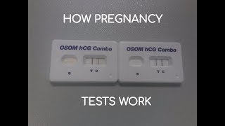 How Does a Urine amp Serum Pregnancy Test Work OSOM hCG Combo [upl. by Ravilob]