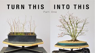 Turn Japanese Maple Seedlings into a Clump Style Bonsai Part 1  BonsaiU [upl. by Yerhcaz]