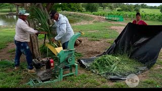 ¿Cuáles son los beneficios del pasto Cuba 22  La Finca de Hoy [upl. by Allison569]