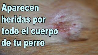 Foliculitis en Perros Heridas en la piel en perros [upl. by Althea499]