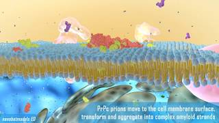 Prion disease animation [upl. by Acirrej917]