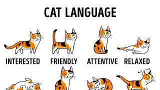 HOW TO UNDERSTAND YOUR CAT BETTER [upl. by Htinnek106]