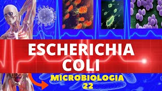 ESCHERICHIA COLI MICROBIOLOGIA BACTÉRIAS PATOGÊNICAS  ENTEROBACTÉRIAS [upl. by Cliffes]