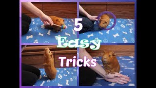 5 Easy Tricks to Teach Your Guinea Pig FIRST [upl. by Tierza821]