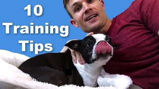 10 Boston Terrier Dog Training Tips  Puppies amp Adults [upl. by Noerb726]