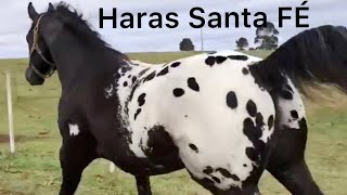 Incredible Appaloosa Horses From Haras Santa Fe [upl. by Adnilav]