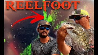 ReelFoot Crappie Summer Livescope Action [upl. by Keldon989]