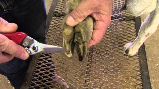 How to Trim Goat Hooves [upl. by Kotta]