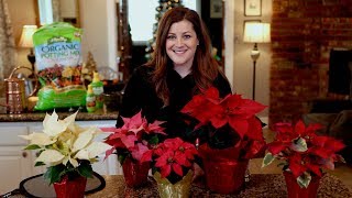 Poinsettia Care Guide ❤️🌿  Garden Answer [upl. by Magree]