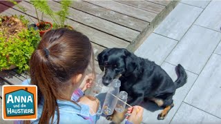 Tierspielzeug selbst gemacht  Information für Kinder  Anna und die Haustiere  Spezial [upl. by Egan]