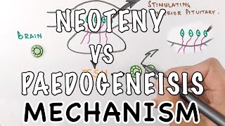 Neoteny Vs Paedogenesis  Mechanism of Neoteny [upl. by Putnem]