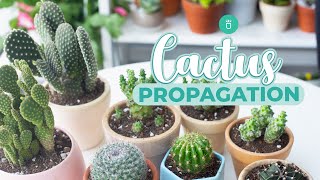 HOW TO PROPAGATE CACTUS EASY amp FAST [upl. by Aihsekat]