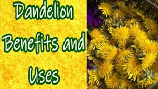 Dandelion Uses and Benefits [upl. by Enidlarej256]