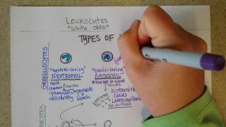 White Blood Cells  Granulocytes amp Lymphocytes  Part 1 [upl. by Inva]