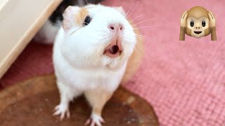 Guinea Pig MEGA Squeak and Noises Compilation [upl. by Dann]