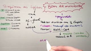 Metabolismo dos lipídeos Jejum e Bem alimentado  Bioquímica [upl. by Aihpledalihp]