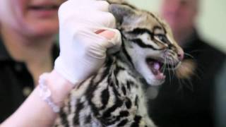 Rare Brazilian Ocelot Born [upl. by Ahsemot332]