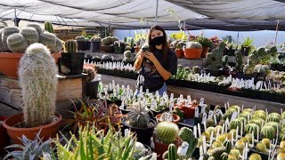 Rare Succulents amp Cacti  Plant Shop Tour 2021 [upl. by Saucy]