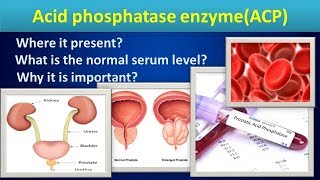 Acid phosphatase enzymeAcidphosphatataseEnzyme [upl. by Finegan]