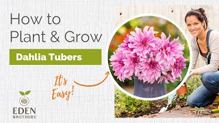 How to Plant and Grow Dahlias [upl. by Akeim]