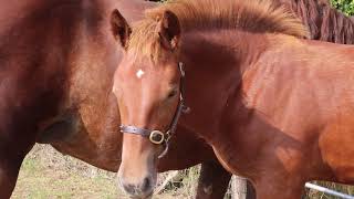 Suffolk Punch Horses  a presentation for Burghley Horse Trials by the Suffolk Horse Society [upl. by Aruasi]