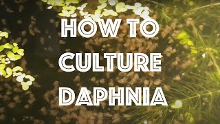 How To Culture Daphnia Magna [upl. by Danielle725]