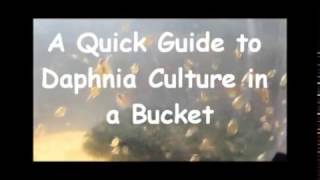 How to culture daphnia outside [upl. by Nerol]