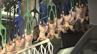 An Inside Look at US Poultry Processing [upl. by Lavinia646]